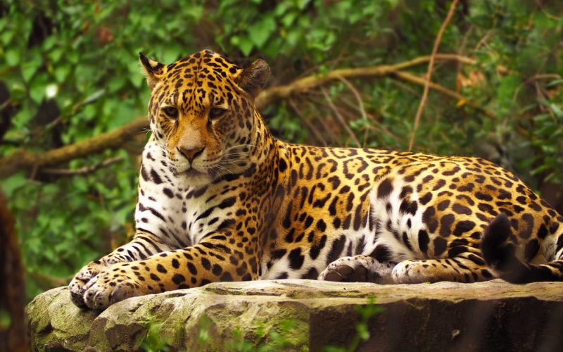jaguar-in-the-amazon-rainforest-in-guyana-istock-4129
